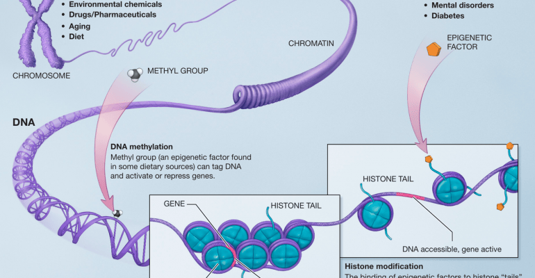 Epigenetic, hope for the health