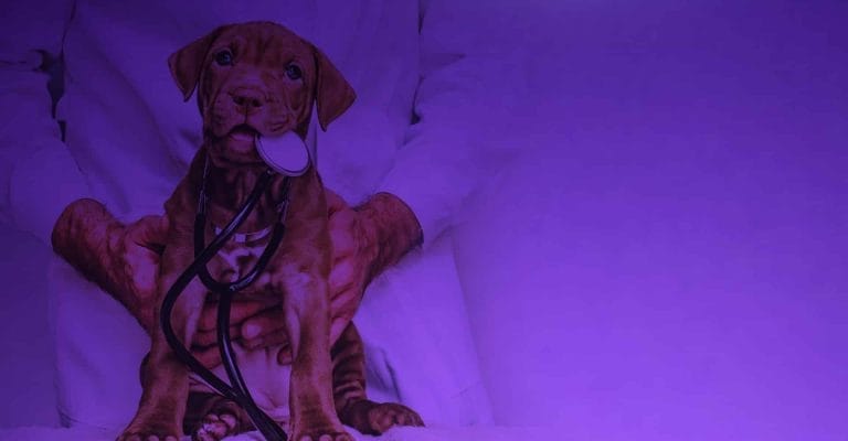 dog with a stethoscope around its neck