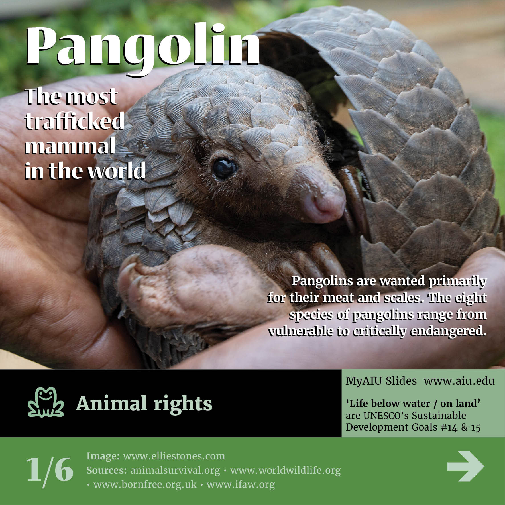 Pangolin: The Silent Trafficking