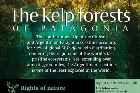 aiu-slides:-the-kelp-forest-of-patagonia