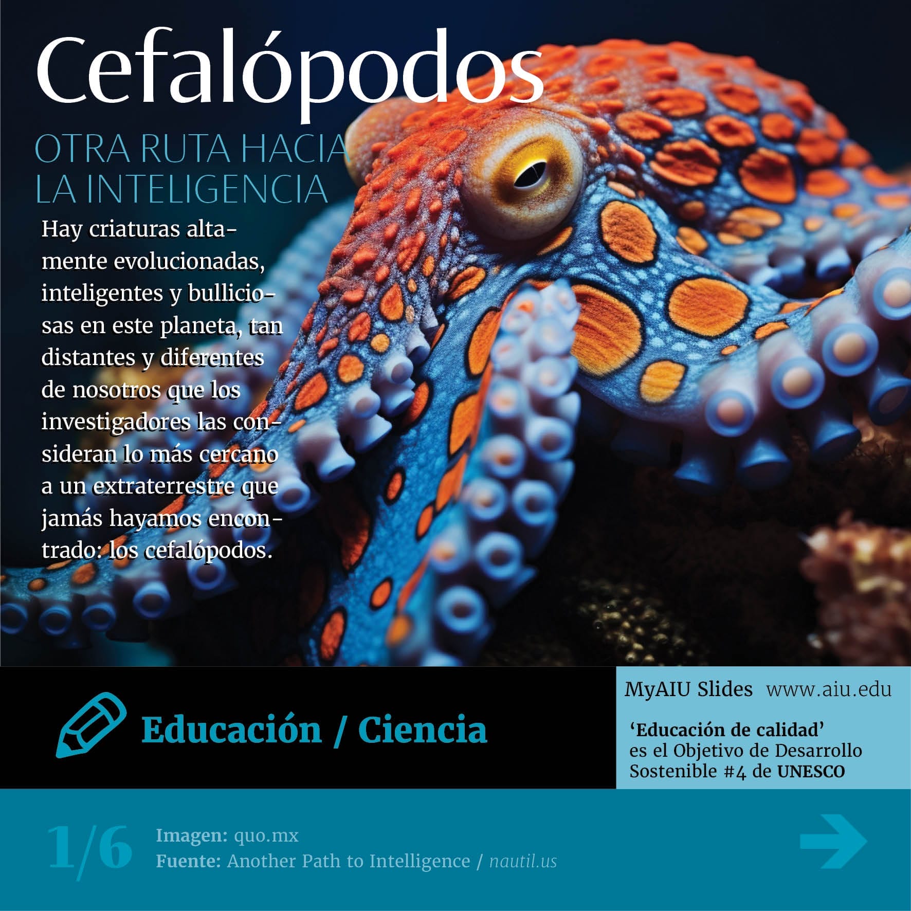 Inteligencia Emergente: Los Cefalópodos y Sus Secretos Mentales