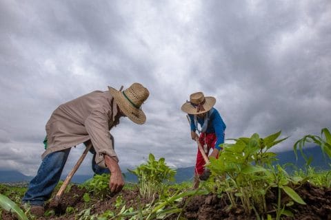 Campo-mexicano-economía-agricultura-campesinos-sembrar-siembra-paisaje-con-nuubes-lluvia-FOTO-SADER-200730-AGRICULTURA-INIFAP-FRIJOL-8-1160x700