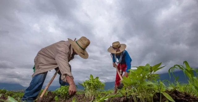 Domaines d'études Bachelor 191 Campo mexicano economia agricultura campesinos sembrar siembra paisaje con nuubes lluvia FOTO SADER 200730 AGRICULTURA INIFAP FRIJOL 8 1160x700 1 770x400 1