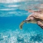 Saving Our Marine Animals: A Call to Action