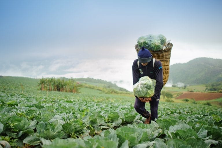 cabbage-field-farmer-e1448976694631