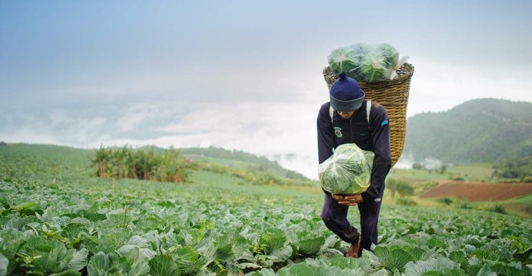 cabbage-field-farmer-e1448976694631