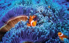 clownfish-665660202-4520615d4bf040b285c6a981cd9319b1